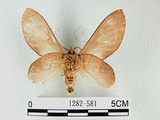 中文名:桔毛蟲(1282-581)學名:Gastropacha pardalis formosana Tams, 1935(1282-581)中文別名:平緣枯葉蛾