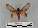 中文名:桔毛蟲(1282-650)學名:Gastropacha pardalis formosana Tams, 1935(1282-650)中文別名:平緣枯葉蛾