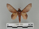 中文名:桔毛蟲(1282-650)學名:Gastropacha pardalis formosana Tams, 1935(1282-650)中文別名:平緣枯葉蛾