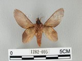 中文名:桔毛蟲(1282-695)學名:Gastropacha pardalis formosana Tams, 1935(1282-695)中文別名:平緣枯葉蛾