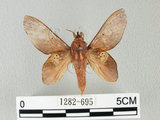 中文名:桔毛蟲(1282-695)學名:Gastropacha pardalis formosana Tams, 1935(1282-695)中文別名:平緣枯葉蛾