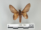 中文名:桔毛蟲(1282-791)學名:Gastropacha pardalis formosana Tams, 1935(1282-791)中文別名:平緣枯葉蛾