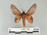 中文名:桔毛蟲(1282-791)學名:Gastropacha pardalis formosana Tams, 1935(1282-791)中文別名:平緣枯葉蛾