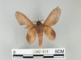 中文名:桔毛蟲(1282-814)學名:Gastropacha pardalis formosana Tams, 1935(1282-814)中文別名:平緣枯葉蛾