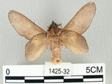 中文名:桔毛蟲(1425-32)學名:Gastropacha pardalis formosana Tams, 1935(1425-32)中文別名:平緣枯葉蛾
