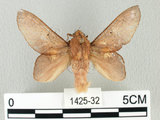 中文名:桔毛蟲(1425-32)學名:Gastropacha pardalis formosana Tams, 1935(1425-32)中文別名:平緣枯葉蛾