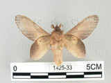 中文名:桔毛蟲(1425-33)學名:Gastropacha pardalis formosana Tams, 1935(1425-33)中文別名:平緣枯葉蛾