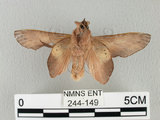 中文名:桔毛蟲(244-149)學名:Gastropacha pardalis formosana Tams, 1935(244-149)中文別名:平緣枯葉蛾