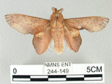 中文名:桔毛蟲(244-149)學名:Gastropacha pardalis formosana Tams, 1935(244-149)中文別名:平緣枯葉蛾