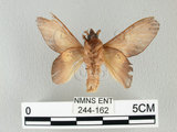 中文名:桔毛蟲(244-162)學名:Gastropacha pardalis formosana Tams, 1935(244-162)中文別名:平緣枯葉蛾