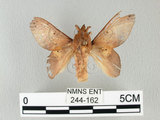 中文名:桔毛蟲(244-162)學名:Gastropacha pardalis formosana Tams, 1935(244-162)中文別名:平緣枯葉蛾
