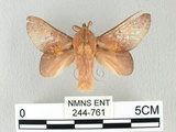 中文名:桔毛蟲(244-761)學名:Gastropacha pardalis formosana Tams, 1935(244-761)中文別名:平緣枯葉蛾