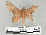 中文名:桔毛蟲(522-10)學名:Gastropacha pardalis formosana Tams, 1935(522-10)中文別名:平緣枯葉蛾