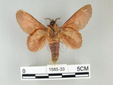 中文名:錫金枯葉蛾(1585-33)學名:Gastropacha sikkima Moore, 1879(1585-33)中文別名:無紋枯葉蛾