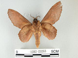 中文名:錫金枯葉蛾(1282-23263)學名:Gastropacha sikkima Moore, 1879(1282-23263)中文別名:無紋枯葉蛾