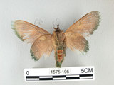中文名:緣斑枯葉蛾(1575-195)學名:Gastropacha xenapates wilemani Tams, 1935(1575-195)