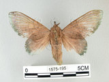 中文名:緣斑枯葉蛾(1575-195)學名:Gastropacha xenapates wilemani Tams, 1935(1575-195)