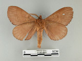 中文名:多紋枯葉蛾(1130-863)學名:Kunugia undans metanastroides (Strand, 1915)(1130-863)中文別名:波文雜毛蟲