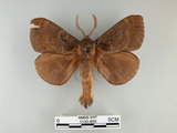 中文名:多紋枯葉蛾(1130-869)學名:Kunugia undans metanastroides (Strand, 1915)(1130-869)中文別名:波文雜毛蟲