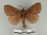 中文名:多紋枯葉蛾(1130-873)學名:Kunugia undans metanastroides (Strand, 1915)(1130-873)中文別名:波文雜毛蟲