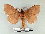 中文名:多紋枯葉蛾(1130-881)學名:Kunugia undans metanastroides (Strand, 1915)(1130-881)中文別名:波文雜毛蟲