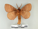 中文名:多紋枯葉蛾(1130-890)學名:Kunugia undans metanastroides (Strand, 1915)(1130-890)中文別名:波文雜毛蟲