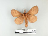 中文名:多紋枯葉蛾(1173-88)學名:Kunugia undans metanastroides (Strand, 1915)(1173-88)中文別名:波文雜毛蟲
