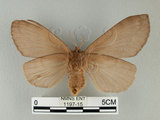 中文名:多紋枯葉蛾(1197-15)學名:Kunugia undans metanastroides (Strand, 1915)(1197-15)中文別名:波文雜毛蟲
