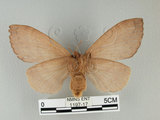 中文名:多紋枯葉蛾(1197-17)學名:Kunugia undans metanastroides (Strand, 1915)(1197-17)中文別名:波文雜毛蟲