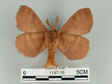 中文名:多紋枯葉蛾(1197-18)學名:Kunugia undans metanastroides (Strand, 1915)(1197-18)中文別名:波文雜毛蟲