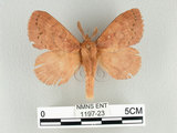 中文名:多紋枯葉蛾(1197-23)學名:Kunugia undans metanastroides (Strand, 1915)(1197-23)中文別名:波文雜毛蟲