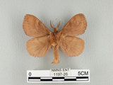 中文名:多紋枯葉蛾(1197-26)學名:Kunugia undans metanastroides (Strand, 1915)(1197-26)中文別名:波文雜毛蟲