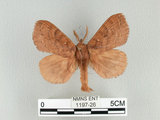中文名:多紋枯葉蛾(1197-26)學名:Kunugia undans metanastroides (Strand, 1915)(1197-26)中文別名:波文雜毛蟲
