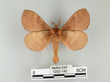 中文名:多紋枯葉蛾(1202-142)學名:Kunugia undans metanastroides (Strand, 1915)(1202-142)中文別名:波文雜毛蟲