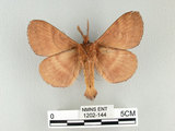 中文名:多紋枯葉蛾(1202-144)學名:Kunugia undans metanastroides (Strand, 1915)(1202-144)中文別名:波文雜毛蟲