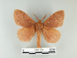 中文名:多紋枯葉蛾(1282-194)學名:Kunugia undans metanastroides (Strand, 1915)(1282-194)中文別名:波文雜毛蟲