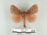 中文名:多紋枯葉蛾(1282-2295)學名:Kunugia undans metanastroides (Strand, 1915)(1282-2295)中文別名:波文雜毛蟲