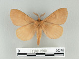 中文名:多紋枯葉蛾(1282-2390)學名:Kunugia undans metanastroides (Strand, 1915)(1282-2390)中文別名:波文雜毛蟲