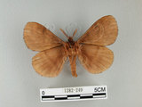 中文名:多紋枯葉蛾(1282-249)學名:Kunugia undans metanastroides (Strand, 1915)(1282-249)中文別名:波文雜毛蟲