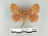 中文名:多紋枯葉蛾(1282-312)學名:Kunugia undans metanastroides (Strand, 1915)(1282-312)中文別名:波文雜毛蟲