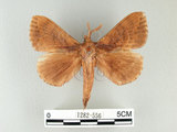 中文名:多紋枯葉蛾(1282-556)學名:Kunugia undans metanastroides (Strand, 1915)(1282-556)中文別名:波文雜毛蟲