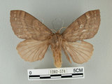 中文名:多紋枯葉蛾(1282-574)學名:Kunugia undans metanastroides (Strand, 1915)(1282-574)中文別名:波文雜毛蟲