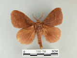 中文名:多紋枯葉蛾(1282-790)學名:Kunugia undans metanastroides (Strand, 1915)(1282-790)中文別名:波文雜毛蟲