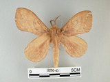 中文名:多紋枯葉蛾(2250-43)學名:Kunugia undans metanastroides (Strand, 1915)(2250-43)中文別名:波文雜毛蟲