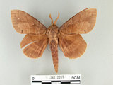 中文名:大灰枯葉蛾(1282-2267)學名:Lebeda nobilis Walker, 1855(1282-2267)中文別名:松大毛蟲