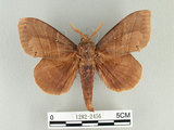 中文名:大灰枯葉蛾(1282-2456)學名:Lebeda nobilis Walker, 1855(1282-2456)中文別名:松大毛蟲