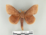 中文名:大灰枯葉蛾(1282-2478)學名:Lebeda nobilis Walker, 1855(1282-2478)中文別名:松大毛蟲