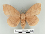 中文名:大灰枯葉蛾(1282-468)學名:Lebeda nobilis Walker, 1855(1282-468)中文別名:松大毛蟲