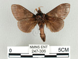 中文名:大斑ㄚ枯葉蛾(247-306)學名:Metanastria hyrtaca (Cramer, 1779)(247-306)中文別名:大斑ㄚ毛蟲