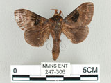 中文名:大斑ㄚ枯葉蛾(247-306)學名:Metanastria hyrtaca (Cramer, 1779)(247-306)中文別名:大斑ㄚ毛蟲